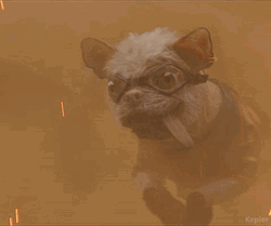 Dogpool Deadpool And Wolverine GIF