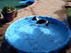 Dogpool Jumping Playing GIF