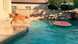 Dogpool Playing Fetch GIF