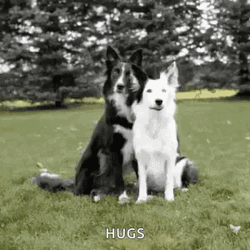 Dogs Abrazo GIF