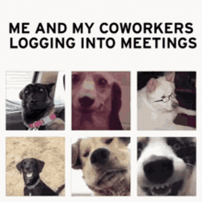 Dogs And Cat Collage Me And My Coworkers Logging Into Meetings GIF