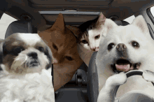 Dogs And Cats Riding A Car  GIF