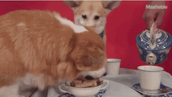 Dogs Boston Tea Party GIF