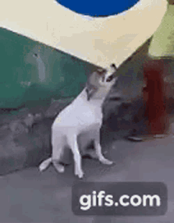 Dogs Dancing GIF