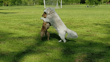 Dogs Dancing Waltz GIF