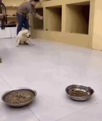 Dogs Eat Still Starving GIF