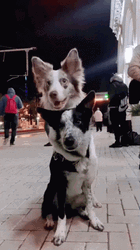 Dogs Hugging Border Collies GIF