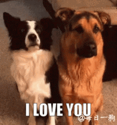 Dogs Hugging I Love You GIF