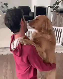 Dogs Hugging International Dog Day GIF