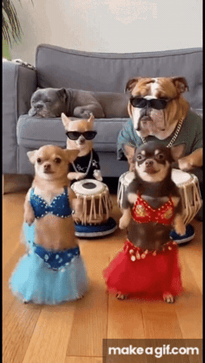 Dogs in Costumes Playing Drums