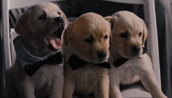 Dogs In Tie Yawning  GIF