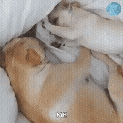 Dogs Laying On Bed Asking Are You Awake GIF