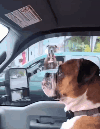 Dogs Looking Out Car Windows GIF