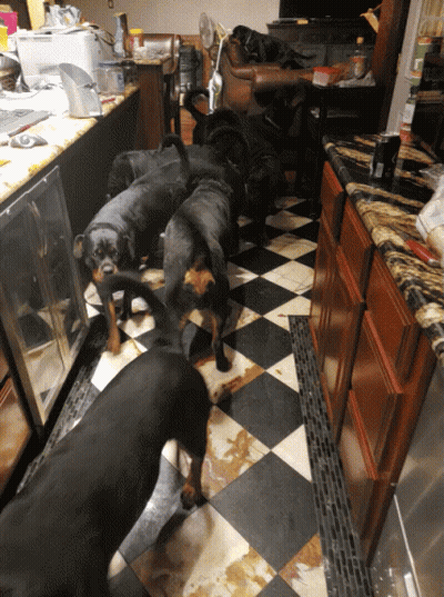 Dogs On Checkered Floor In Kitchen GIF