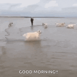 Dogs Play GIF