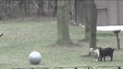 Dogs Playing With Blue Ball