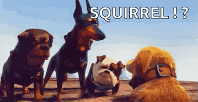 Dogs Standing Next To Each Other Squirrel GIF