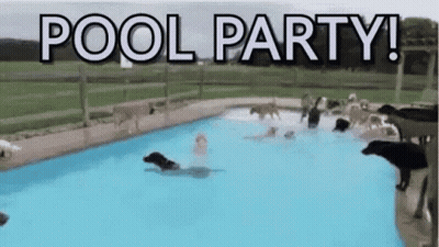 Dogs Swimming In Pool Party GIF