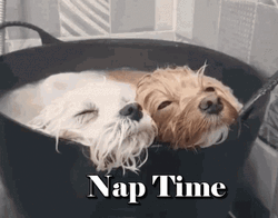Dogs Want To Take Nap Time Together GIF