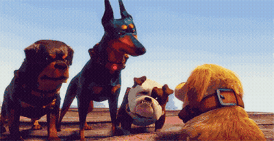 Dogs With One Wearing Helmet GIF