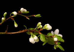 Dogwood Blooming Flowers GIF
