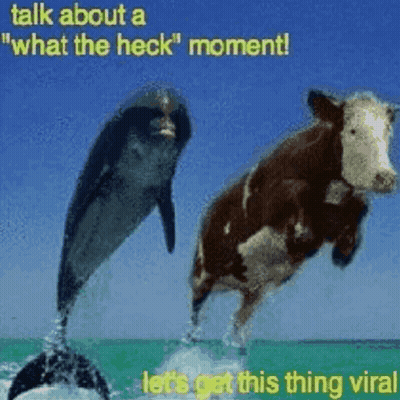 Dolphin And Cow Jumping Out Of Water What The Heck Moment GIF