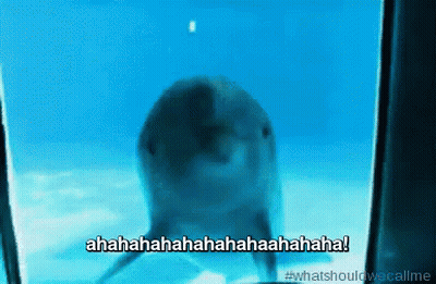 Dolphin Behind Glass Saying What Should We Call Me GIF