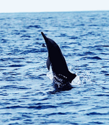 Dolphin Doing Tricks In The Sea GIF
