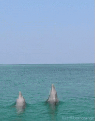 Dolphin Duo Tricks GIF