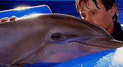 Dolphin Getting Pet GIF