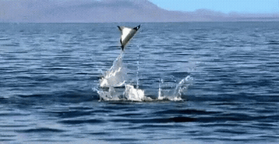 Dolphin Jumping Out Of Water GIF