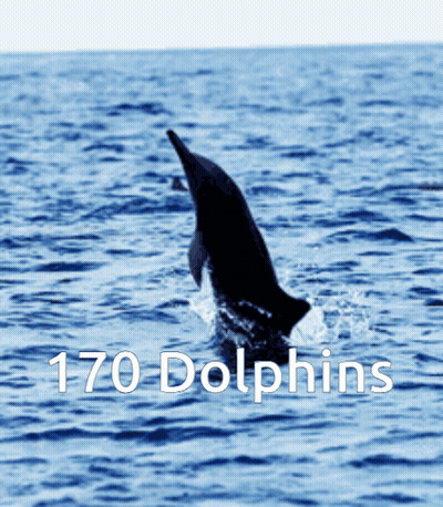Dolphin Jumping Out Of Water Saying 170 Dolphins GIF