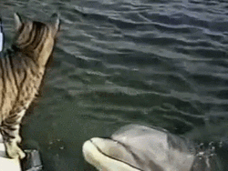 Dolphin Kissing A Cat GIF
