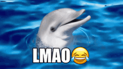 Dolphin LMAO GIF