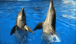 Dolphin Looking Up GIF