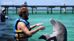 Dolphin Playing With Instructor GIF