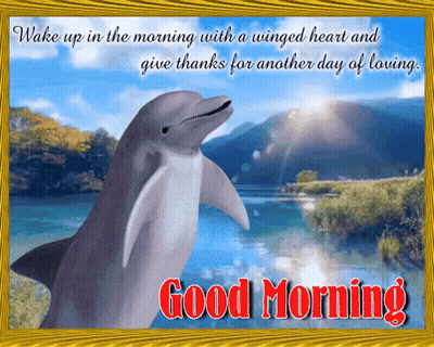 Dolphin Saying Good Morning GIF