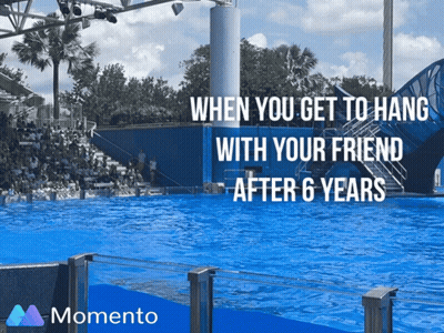 Dolphin Show When You Get To Hang With Friend After 6 Years GIF