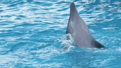 Dolphin Spinning GIF