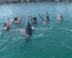 Dolphin Spinning With People GIF