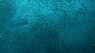 Dolphin Surrounded By School Of Fish GIF