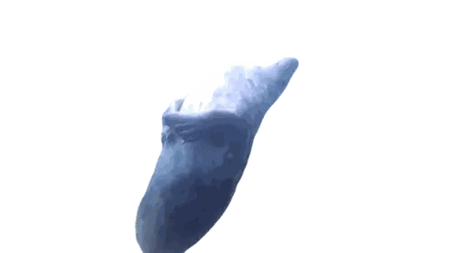 Dolphin Swimming And Looking Up Sticker
