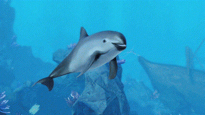 Dolphin Swimming Blue Ocean GIF