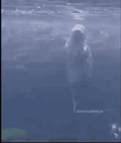 Dolphin Swimming In Ocean #Michaelboyd GIF