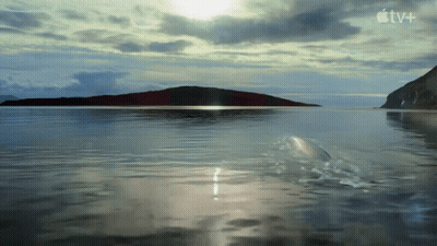 Dolphin Swimming With Apple TV+ Logo GIF