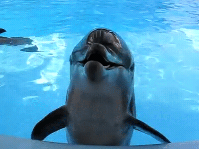Dolphin Swimming With Mouth Open Looking At Camera GIF