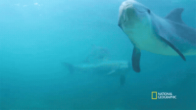 Dolphin Swimming With National Geographic Logo GIF