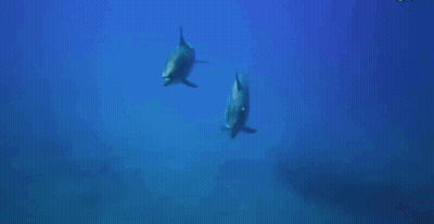 Dolphin Swimming With Shark GIF