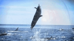 Dolphin Swirling In The Air GIF