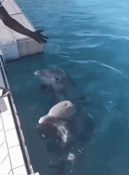 Dolphin Tricks GIF